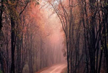 早教启蒙国学经典唐诗宋词高中生必背古诗文标准朗诵（修订版）