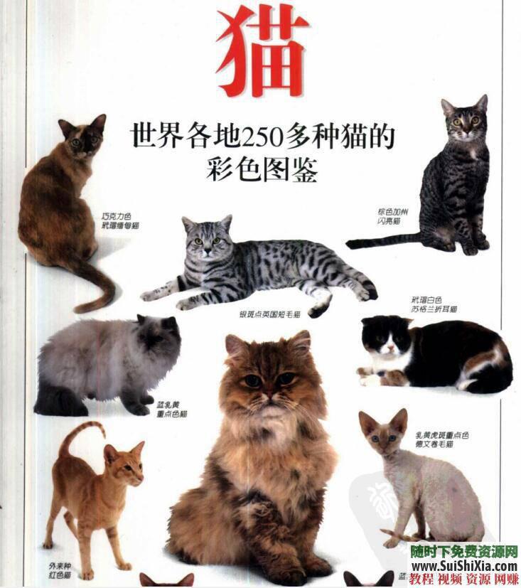 宠物猫饲养技术 养猫攻略+技巧教程+猫病经验PDF书籍  养猫攻略技巧教程宠物猫饲养技术猫病经验PDF书籍打包 第4张