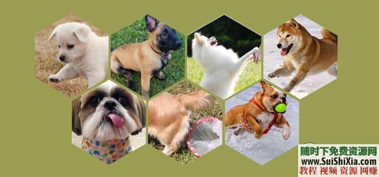 专业训练狗狗 训狗教程训犬视频 定点排便乱叫一点通2018  2018训狗教程训犬视频大全拉多专业训练狗狗定点排便乱叫一点通 第4张