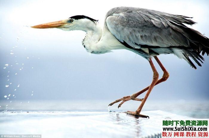 索尼2013世界摄影奖作品欣赏22张下载 第6张 索尼2013世界摄影奖作品欣赏22张下载 第6张