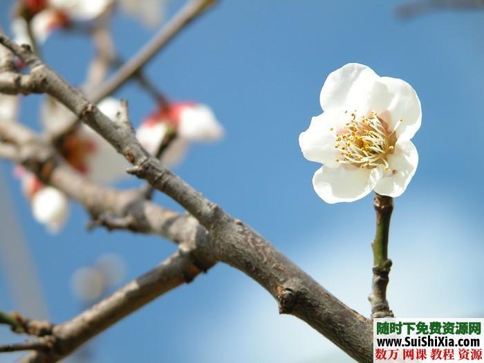 270张高清花草树木图片打包下载 第2张 270张高清花草树木图片打包下载 第2张