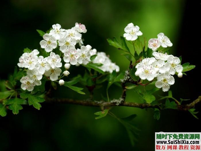270张高清花草树木图片打包下载 第6张 270张高清花草树木图片打包下载 第6张