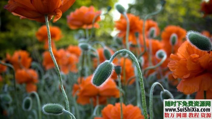 270张高清花草树木图片打包下载 第8张 270张高清花草树木图片打包下载 第8张