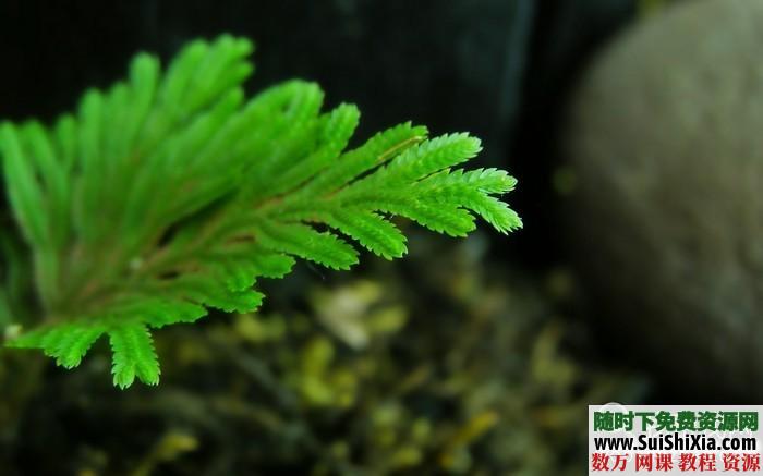 270张高清花草树木图片打包下载 第10张 270张高清花草树木图片打包下载 第10张